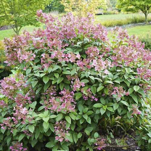 Hortenzija puokštinė Magical Flame PBR, С3 interface.image 1 interface.art 8547