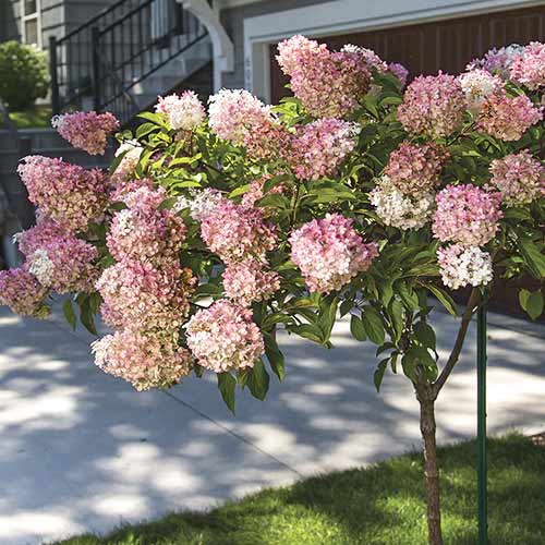 Hortenzija puokštinė Pink Queen, С7.5 interface.image 1 interface.art 7708