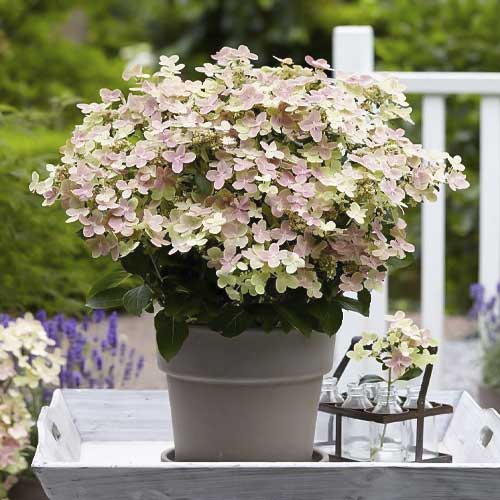 Hortenzija puokštinė Polestar PBR, С2 interface.art nuotrauka 1 Hortenzija puokštinė Polestar PBR, С2 interface.image 1 interface.art 8226