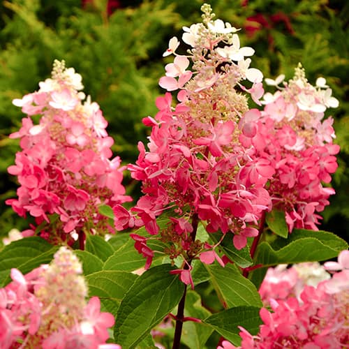 Hortenzija puokštinė Red Star interface.image 1 interface.art 5647