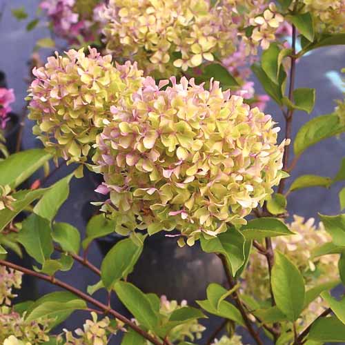 Hortenzija puokštinė Romantic ace ®, С4.5 interface.image 1 interface.art 7723