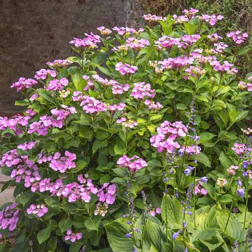 Hortenzija Santiago PBR, С3 interface.image 1 interface.art 8550