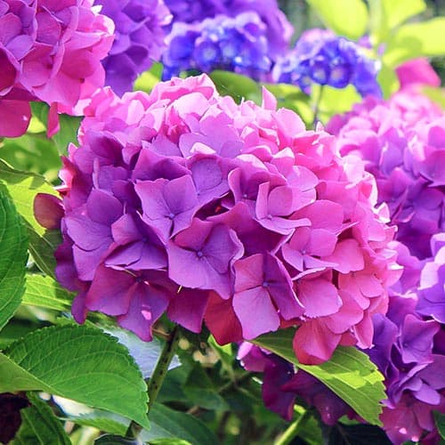 Hortenzija sodo Hamburg, P9 interface.image 1 interface.art 9566