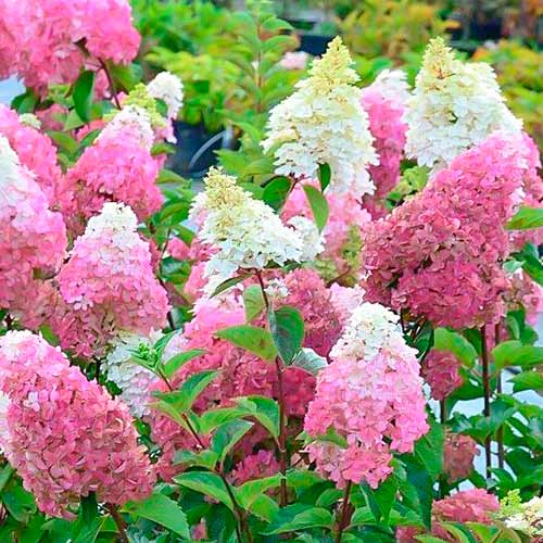 Hortenzijų puokštė Fraise Melba interface.image 1 interface.art 5607