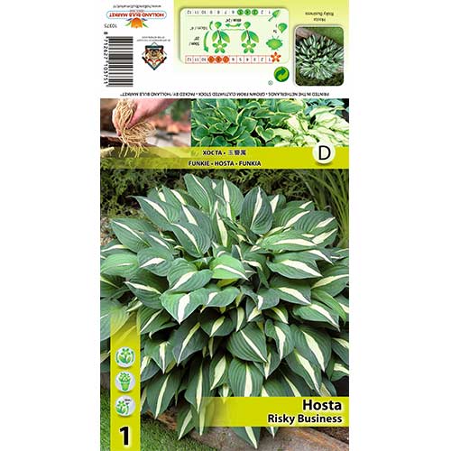 Hosta Risky Business interface.art nuotrauka 1 Hosta Risky Business interface.image 1 interface.art 70418