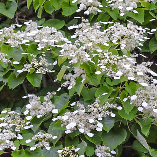 Hydrangea hydr. Moonlight, С2 interface.art nuotrauka 1 Hydrangea hydr. Moonlight, С2 interface.image 1 interface.art 7776