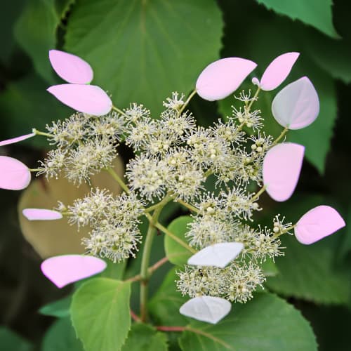 Hydrangea hydr. Roseum, С2 interface.art nuotrauka 1 Hydrangea hydr. Roseum, С2 interface.image 1 interface.art 7777