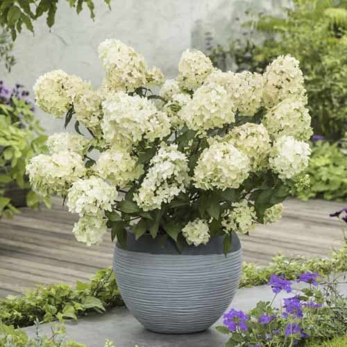Hydrangea panic. Petite Star, С2 interface.art nuotrauka 1 Hydrangea panic. Petite Star, С2 interface.image 1 interface.art 7782