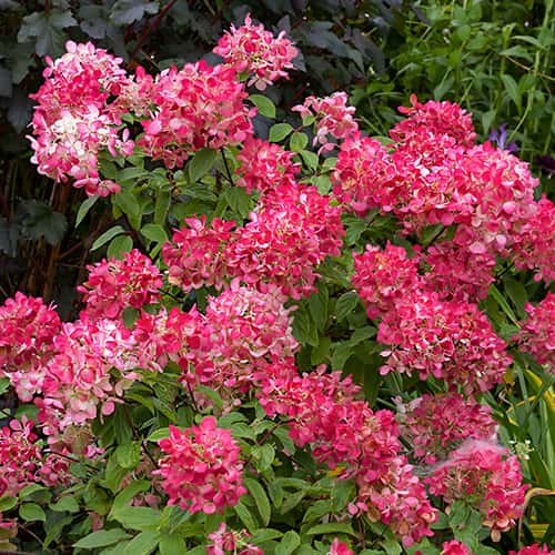 Hydrangea panic.Diamant Rouge Rendia, С2 interface.art nuotrauka 1 Hydrangea panic.Diamant Rouge Rendia, С2 interface.image 1 interface.art 7778