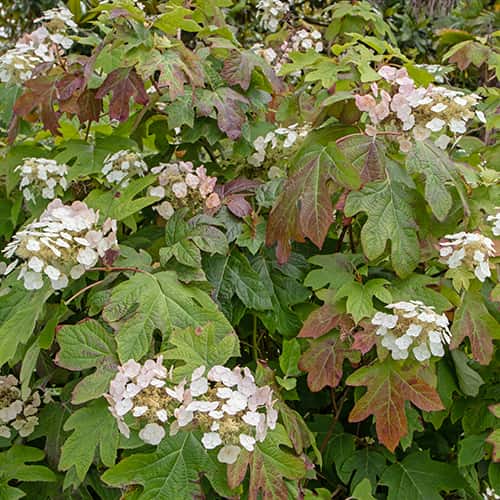 Hydrangea querc. Burgundy, С2 interface.art nuotrauka 1 Hydrangea querc. Burgundy, С2 interface.image 1 interface.art 7783