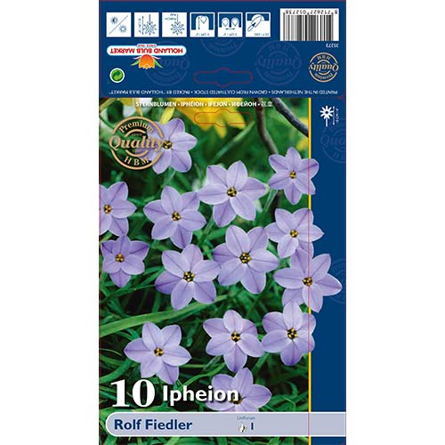 Ifeionas (Ipheion) Rolf Fiedler interface.image 1 interface.art 70228