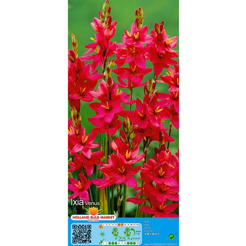 Iksija Venus interface.art nuotrauka 1 Iksija Venus interface.image 1 interface.art 76297