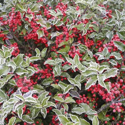 Ilex Blue Princess, С2 interface.image 1 interface.art 8551