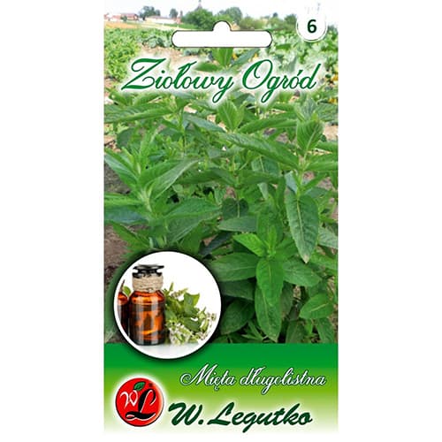 Ilgaamžės mėtos interface.image 1 interface.art 78707