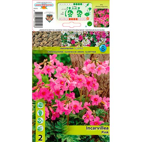 Inkarvilėja (Incarvillea Delavayi) Pink interface.art nuotrauka 1 Inkarvilėja (Incarvillea Delavayi) Pink interface.image 1 interface.art 76280