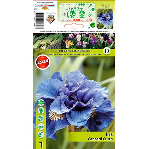 Irisas (Iris) Concord Crush interface.image 1 interface.art 76286