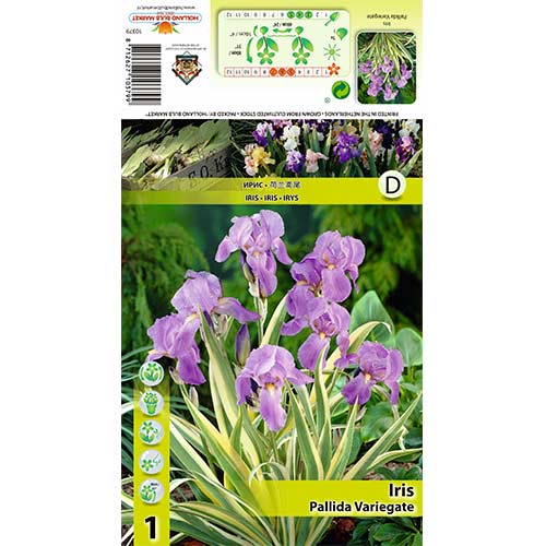 Irisas (Iris) Pallida Variegate interface.art nuotrauka 1 Irisas (Iris) Pallida Variegate interface.image 1 interface.art 70421