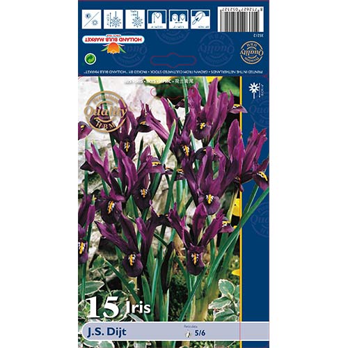 Irisas tinklinis J.S. Dijt interface.image 1 interface.art 70225