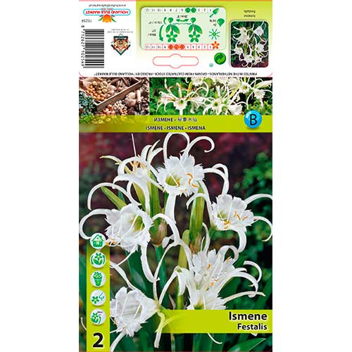 Ismenė (Ismene) Festalis interface.image 1 interface.art 76294