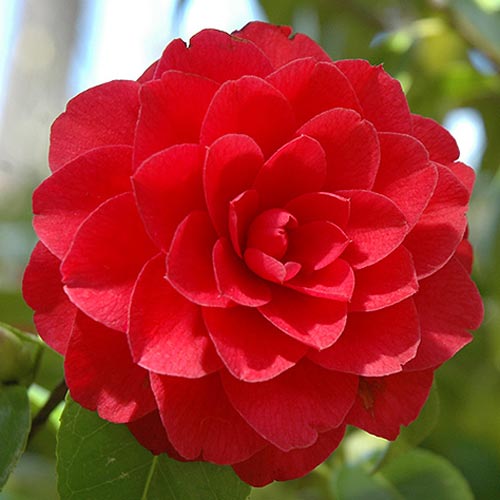 Japoninė Kamelija (Camelia Japonica) Red interface.image 1 interface.art 76649