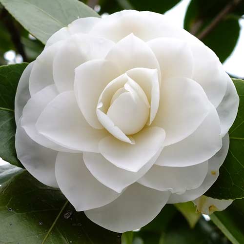 Japoninė Kamelija (Camelia Japonica) White interface.art nuotrauka 1 Japoninė Kamelija (Camelia Japonica) White interface.image 1 interface.art 76646