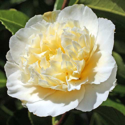 Japoninė Kamelija (Camelia Japonica) Yellow interface.art nuotrauka 1 Japoninė Kamelija (Camelia Japonica) Yellow interface.image 1 interface.art 76647
