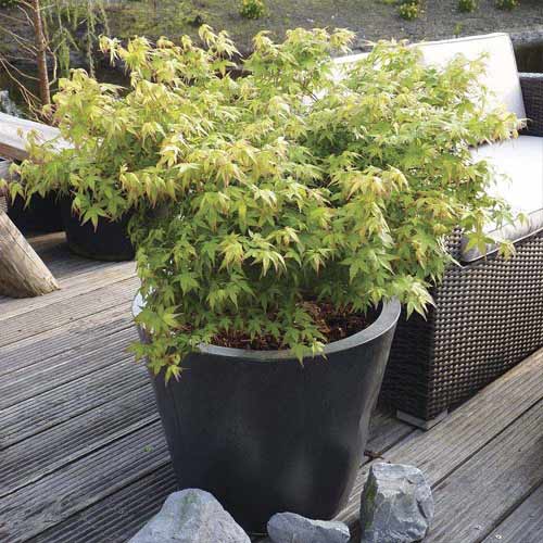 Japoninis klevas Little Princess, С3 interface.image 1 interface.art 8500