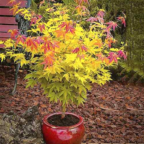 Japoninis klevas Orange Dream, С3 interface.image 1 interface.art 8501