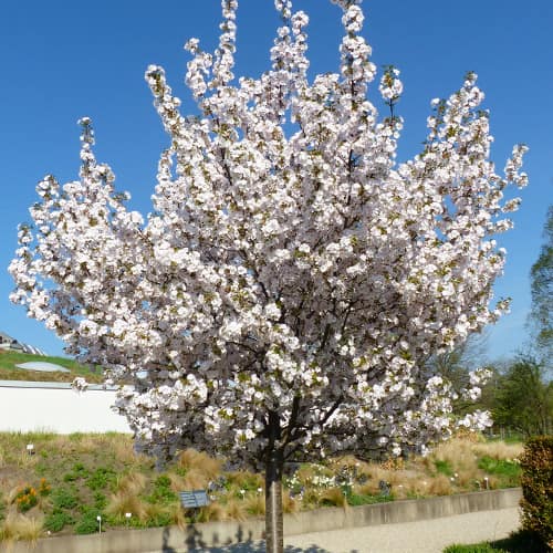 Japoniška vyšnia Sunset Boulevard interface.image 1 interface.art 2043