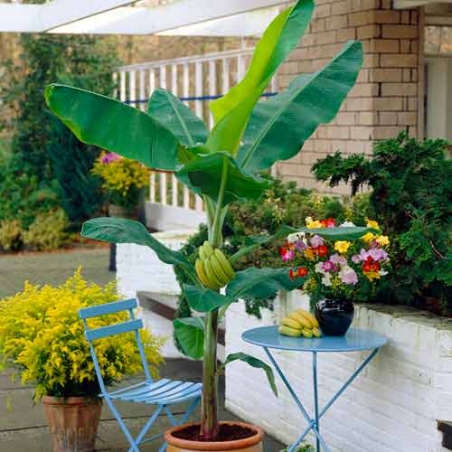 Japoniškas bananas interface.image 1 interface.art 5618