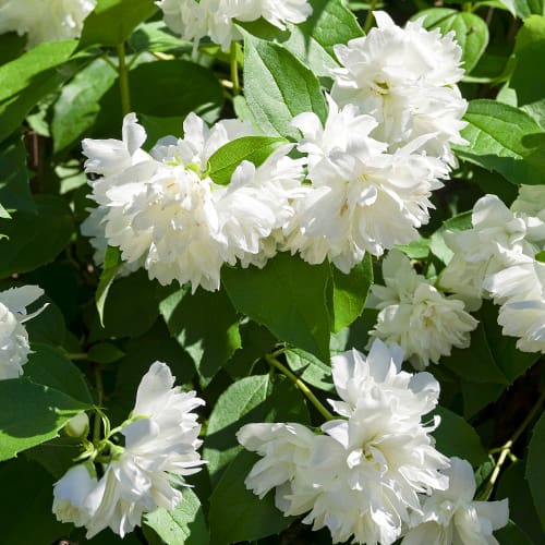 Jazminas Manteau d'Hermine interface.art nuotrauka 1 Jazminas Manteau d'Hermine interface.image 1 interface.art 2038