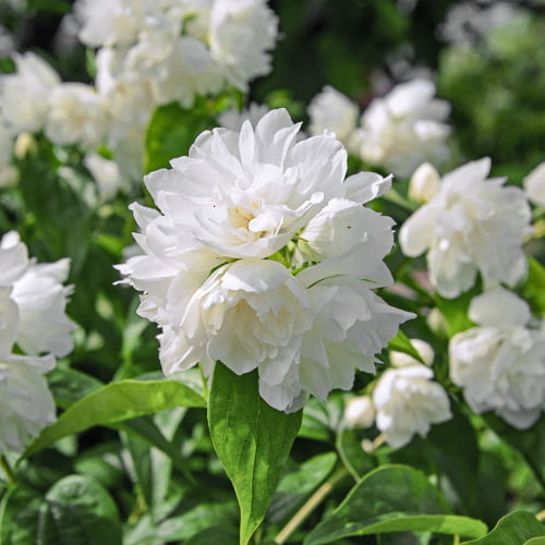 Jazminas Minesota Snowflake interface.art nuotrauka 1 Jazminas Minesota Snowflake interface.image 1 interface.art 2039