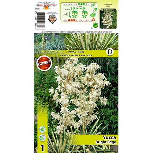 Juka (Yucca) Bright Edge interface.image 1 interface.art 70456