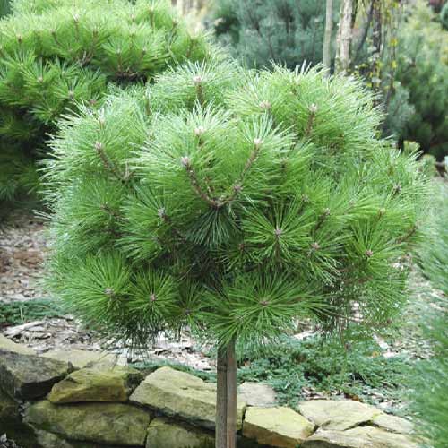 Juodoji pušis Brepo, C5 interface.image 1 interface.art 8255