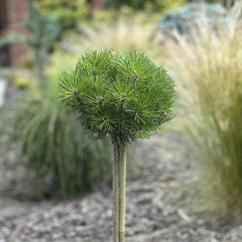 Juodoji pušis Merci PBR, C5 interface.image 1 interface.art 8256