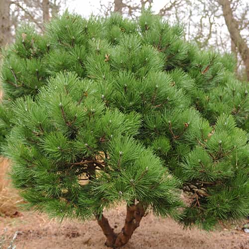 Juodoji pušis, C2 interface.image 1 interface.art 9689