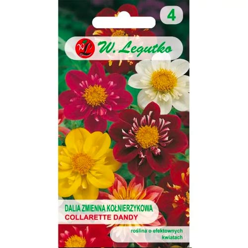 Jurginai Collarette Dandy, mišinys Legutko interface.image 1 interface.art 69580