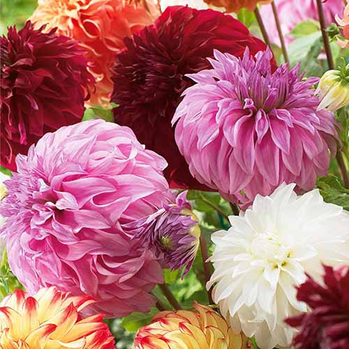 Jurginai Gigant, mišinys interface.image 1 interface.art 76512