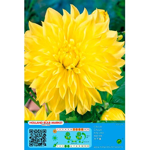 Jurginas (Dahlia) American Sun interface.image 1 interface.art 76406