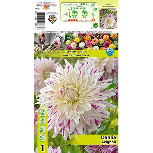Jurginas (Dahlia) Avignon interface.art nuotrauka 1 Jurginas (Dahlia) Avignon interface.image 1 interface.art 70480