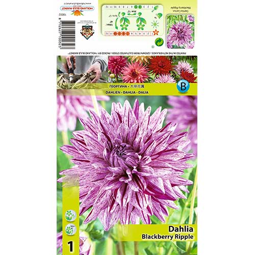 Jurginas (Dahlia) Blackberry Ripple interface.art nuotrauka 1 Jurginas (Dahlia) Blackberry Ripple interface.image 1 interface.art 70370