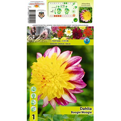 Jurginas (Dahlia) Boogie Woogie interface.art nuotrauka 1 Jurginas (Dahlia) Boogie Woogie interface.image 1 interface.art 70371
