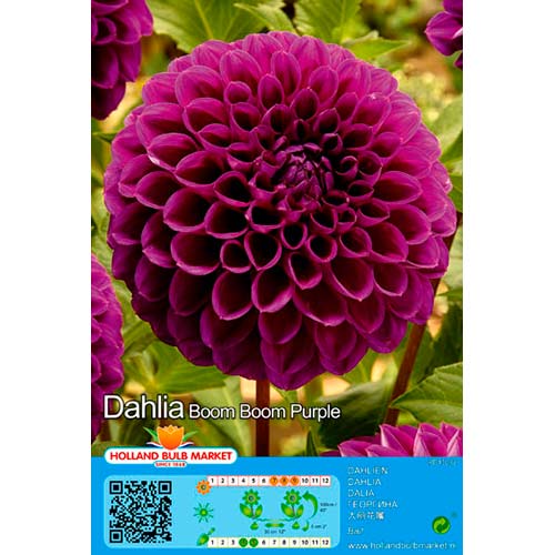 Jurginas (Dahlia) Boom Boom Purple interface.image 1 interface.art 76409