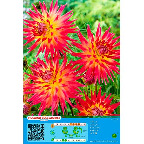 Jurginas (Dahlia) Bora Bora interface.art nuotrauka 1 Jurginas (Dahlia) Bora Bora interface.image 1 interface.art 76411