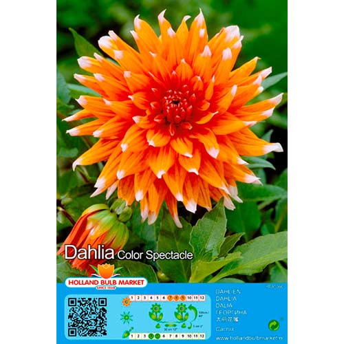 Jurginas (Dahlia) Colour Spectacle interface.art nuotrauka 1 Jurginas (Dahlia) Colour Spectacle interface.image 1 interface.art 76413