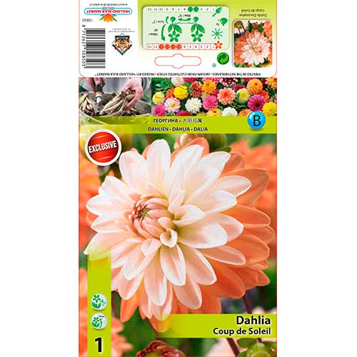 Jurginas (Dahlia) Coup de Soleil interface.image 1 interface.art 76205