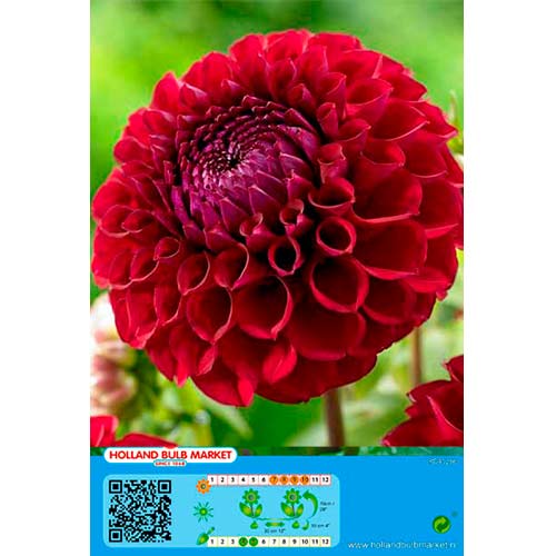 Jurginas (Dahlia) Dark Spirit interface.image 1 interface.art 76414