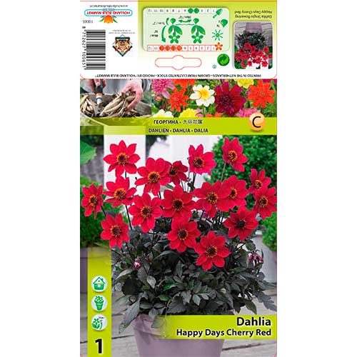 Jurginas (Dahlia) Days Cherry Red interface.art nuotrauka 1 Jurginas (Dahlia) Days Cherry Red interface.image 1 interface.art 76210
