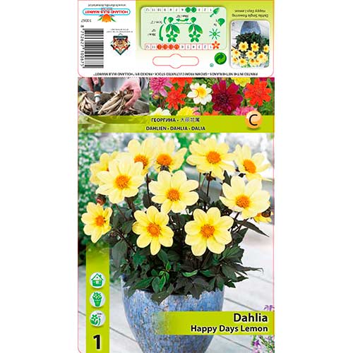 Jurginas (Dahlia) Days Lemon interface.image 1 interface.art 76211