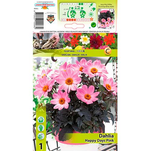 Jurginas (Dahlia) Days Pink interface.image 1 interface.art 76212